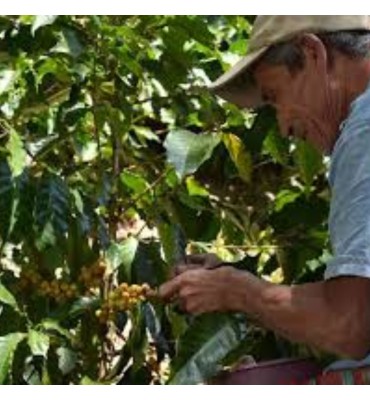 HONDURAS Arabica HG & SGH