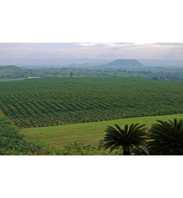 Cameroun