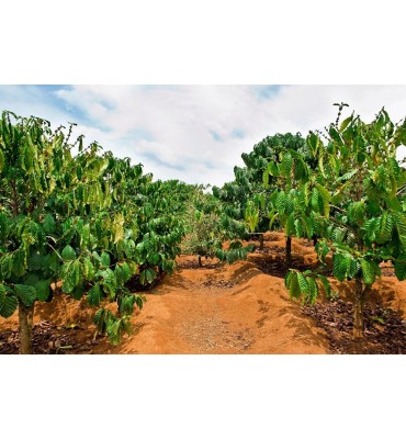 Costa Rica
