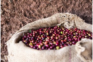 Moka Yirgacheffe