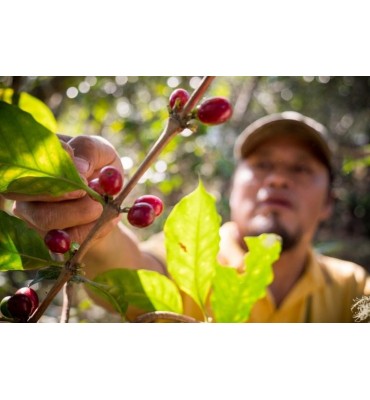 Moka Sidamo