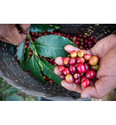Moka Sidamo