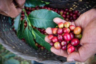 Moka Sidamo