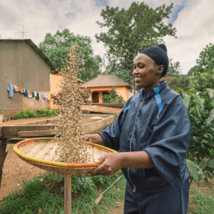 Café de Tanzanie